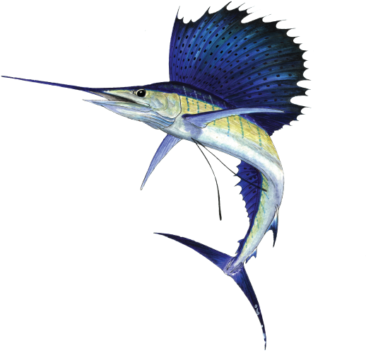 Sailfish 2 L - Sailfish Png (669x821), Png Download