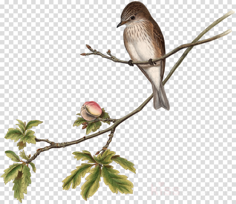 Bird Clipart House Sparrow The Birds Of Australia - Clip Art (900x780), Png Download