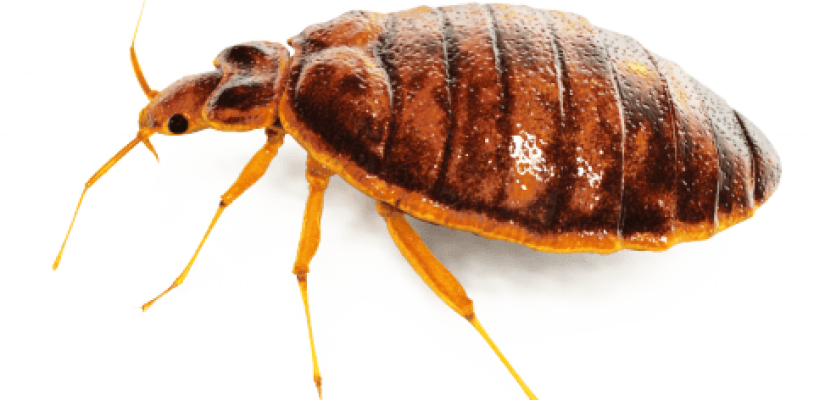 Pest Png - Bed Bug Images Png (814x400), Png Download