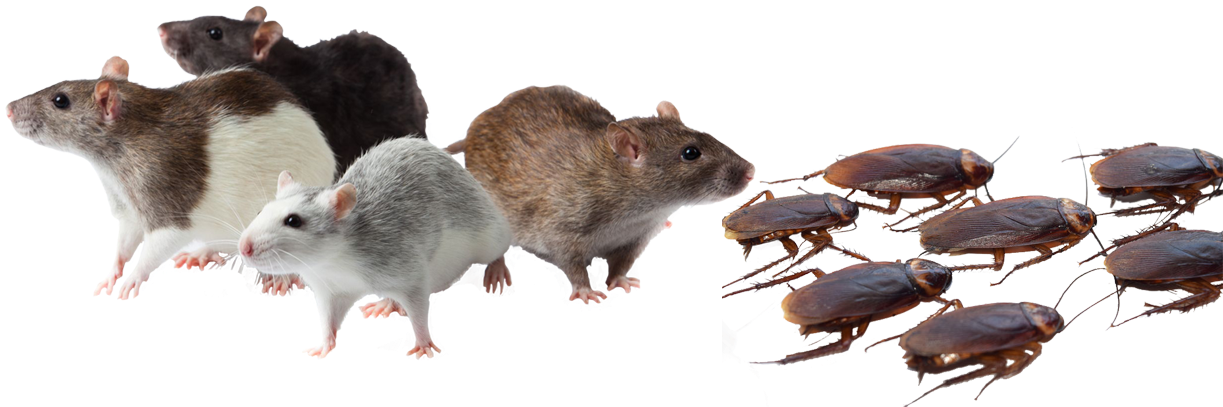 Bugs Pest Control Mice Rats Roaches Spiders Ants Scorpions - Pest Control (1222x443), Png Download