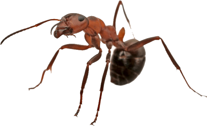Residential Pest Control Newbury Park - Fondazione Ant Italia Onlus (756x474), Png Download