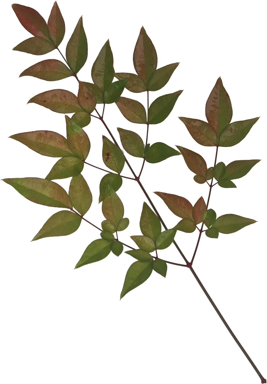 Leaves-1 - Portable Network Graphics (1000x1400), Png Download