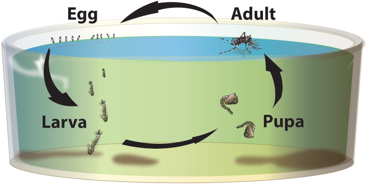 Life Cycle - Mosquito Life Cycle Aedes (840x431), Png Download