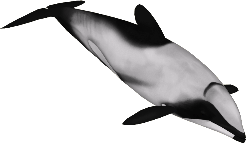 Hector's Dolphin 2 - Hector Dolphin (859x859), Png Download