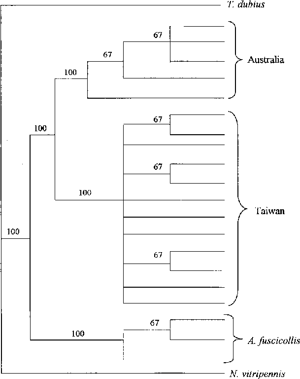 A Maximum-likelihood Consensus Bootstrap Tree Based - Diagram (625x794), Png Download