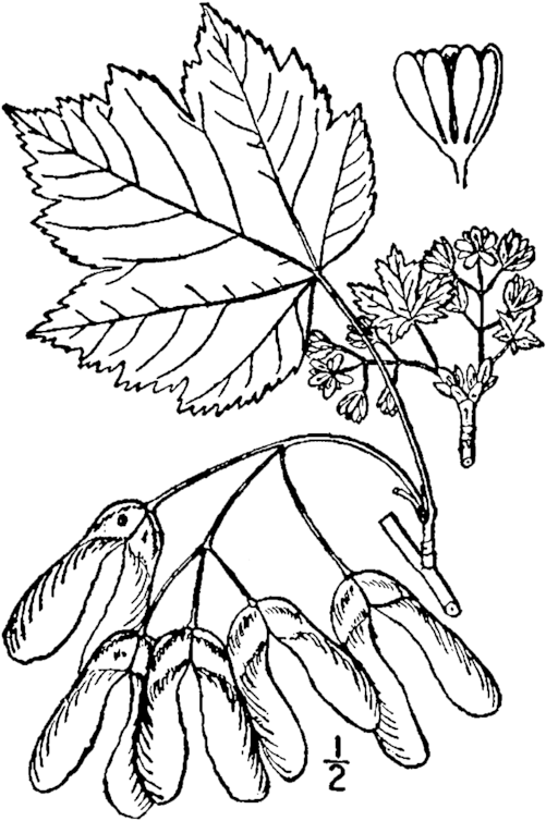 166 × 240 Pixels - Rocky Mountain Maple Drawing (532x767), Png Download