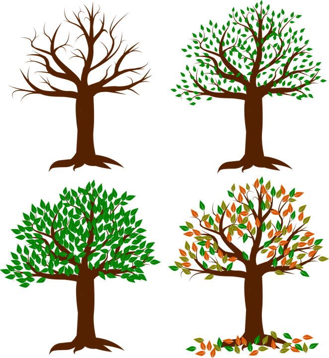 Wisconsin Is Blessed With Four Distinct Seasons Unlike - Tree In Spring Seasons (662x720), Png Download