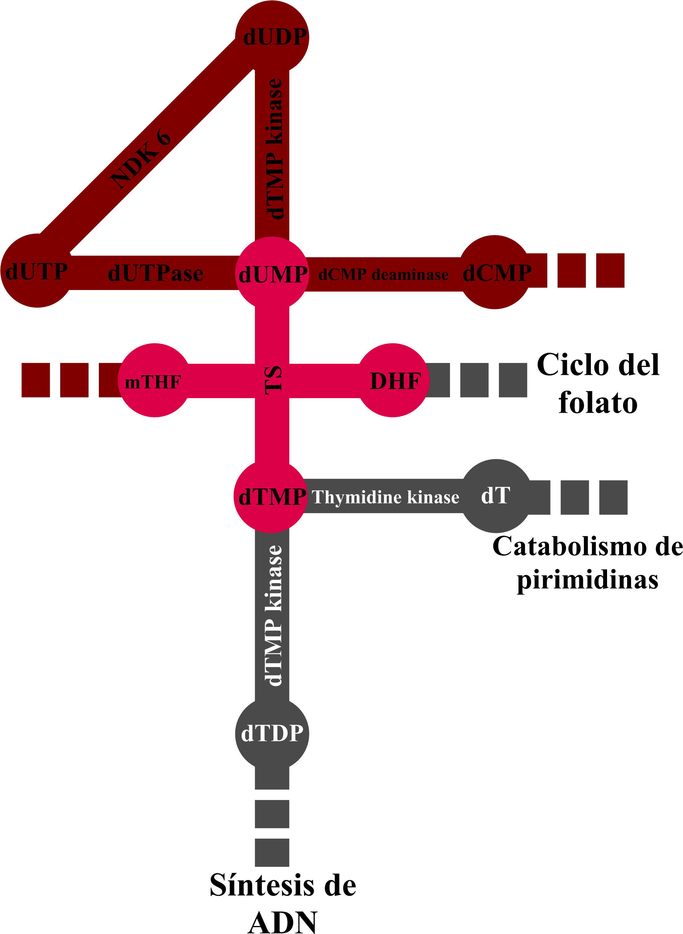 Ruta Ts - Diagram (2241x3080), Png Download