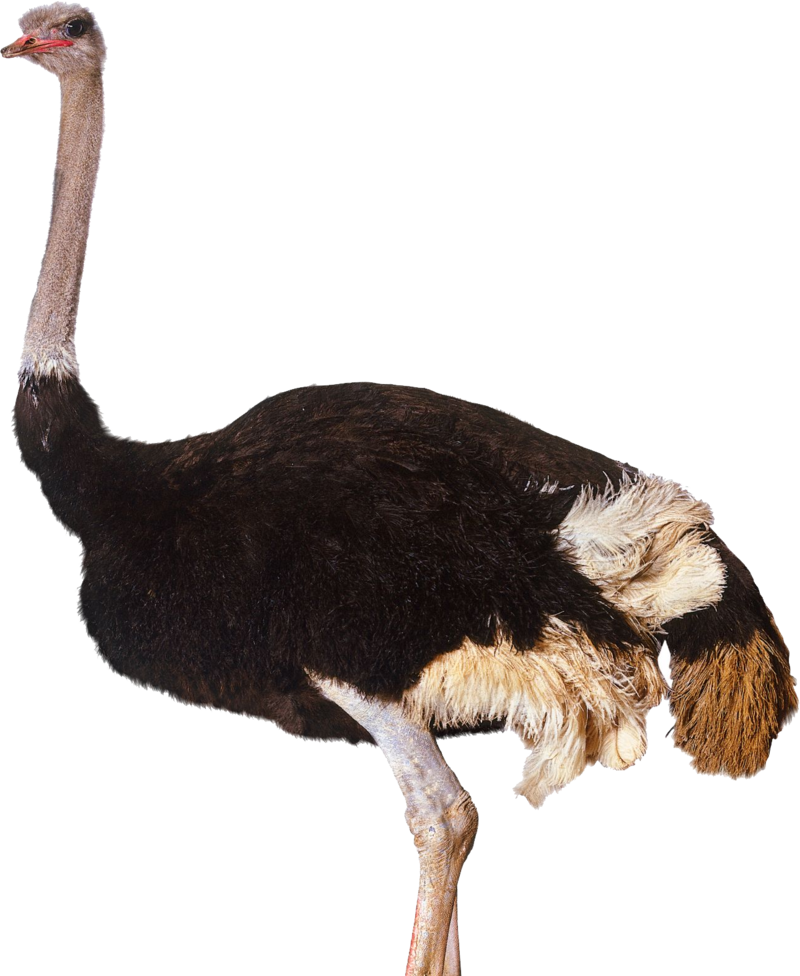 Ostrich Png Clipart - Ostrich Png (800x976), Png Download
