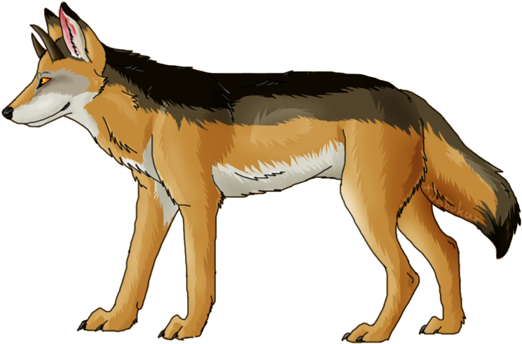 Jackal, Coyote Png, Download Png Image With Transparent - Wolf (800x640), Png Download