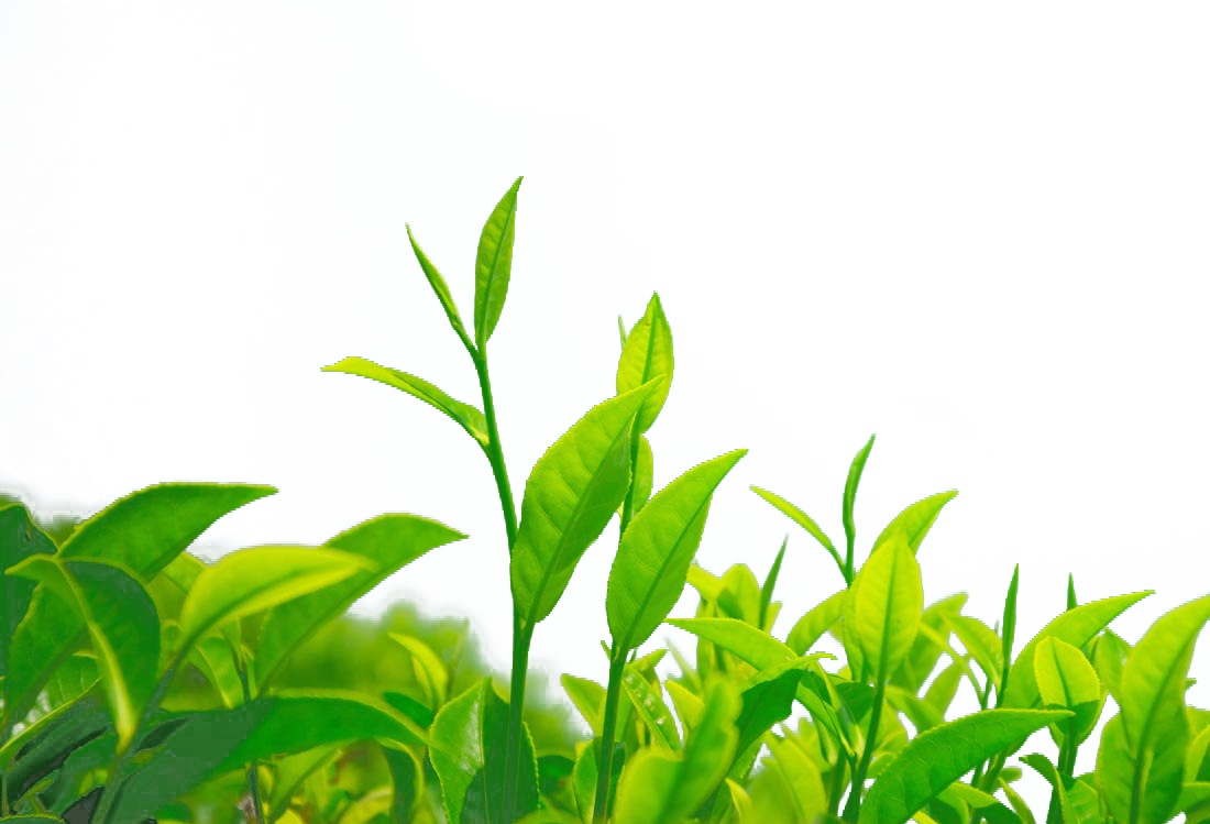 Green Chrysanthemum Leaf Camellia - Green Tea Bushes Png (1100x749), Png Download