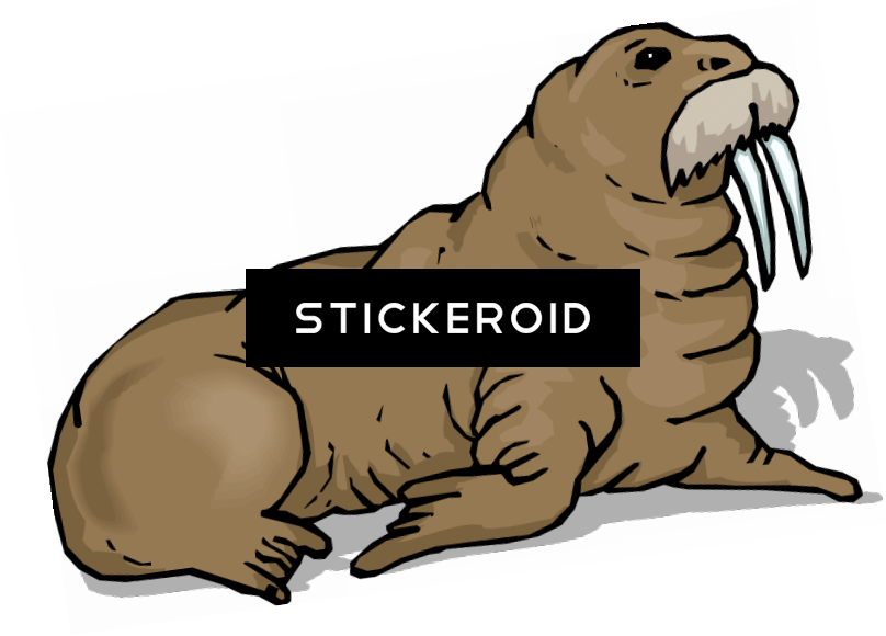 Walrus Animals - Punxsutawney Phil (808x580), Png Download