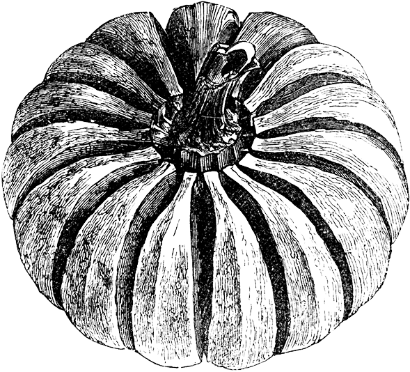 Comté Cheese, Guacamole, Watercress And Jalapeños Mayonnaise - Vintage Tag Pumpkin Seed (595x536), Png Download