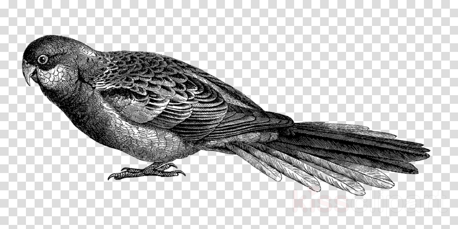 Transparent Background Wifi Clipart Royalty-free Computer - Clip Art (900x450), Png Download