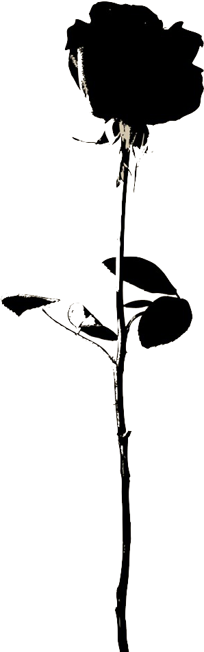 Rose Flower Icon - [세트] 위험한 남자 (전2권/완결) (661x1024), Png Download