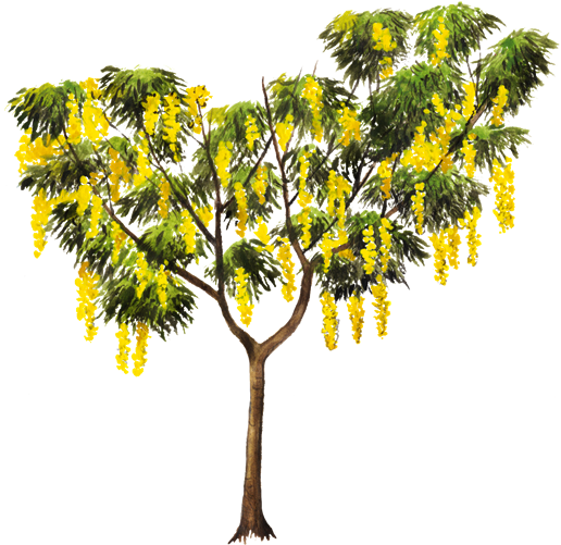 Arbol Copa De Oro (750x502), Png Download