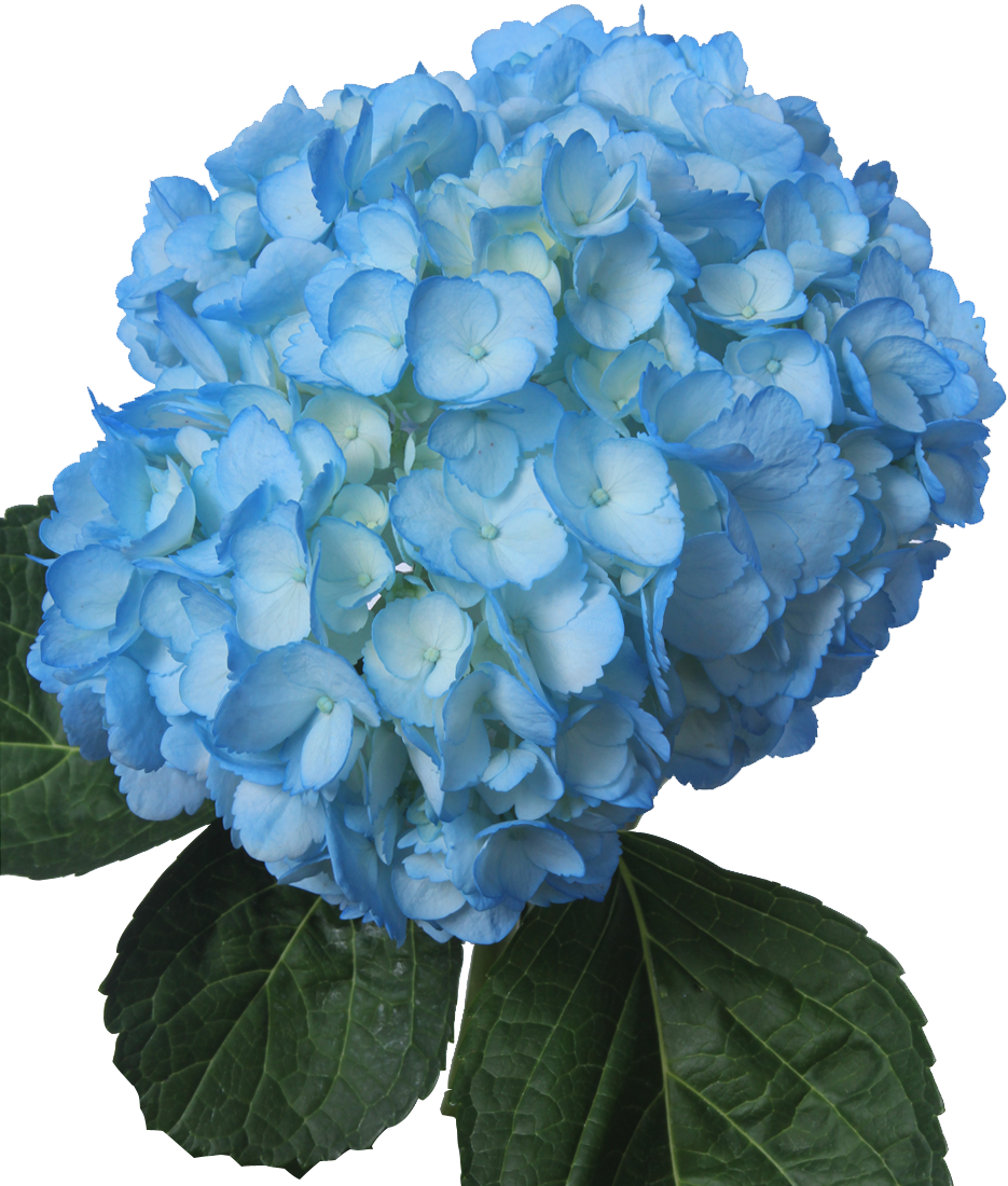 Tinted Light Blue - Baby Blue Flowers Png (935x1100), Png Download