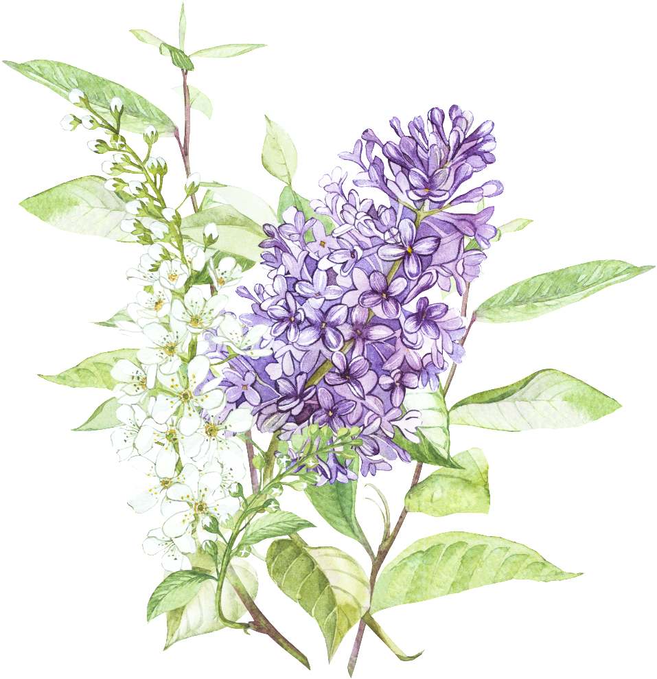 Beautiful Hand Painted Wisteria Flower Transparent - Watercolor Painting (1024x1137), Png Download