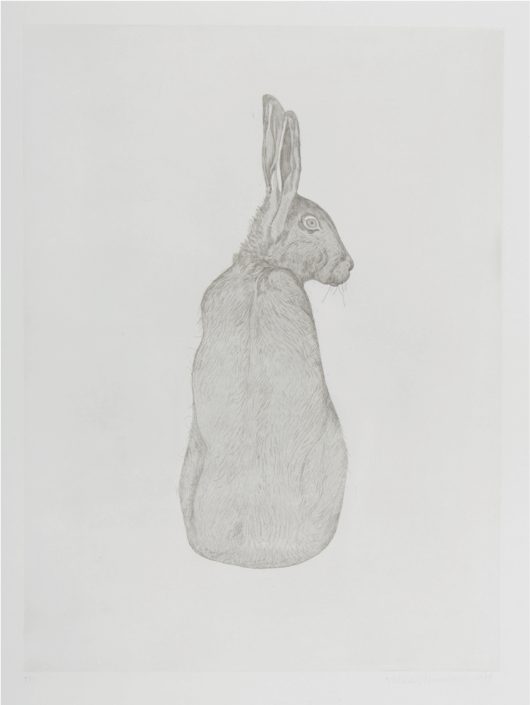 Valerie-hammond Hare - Sketch (1000x1000), Png Download