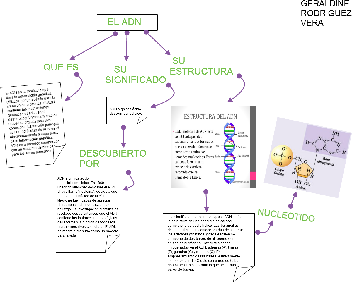 Untitled Que Es El Adn Es La Molécula Que Lleva La - Radical (1230x971), Png Download