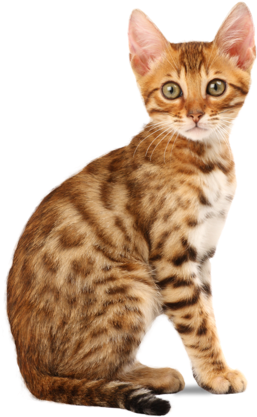 Meet Our Lovely - Bengal Cat Png (953x992), Png Download