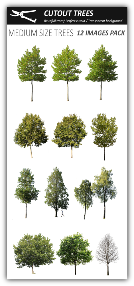 12 Medium Size Trees Pack - Architecture (486x1024), Png Download