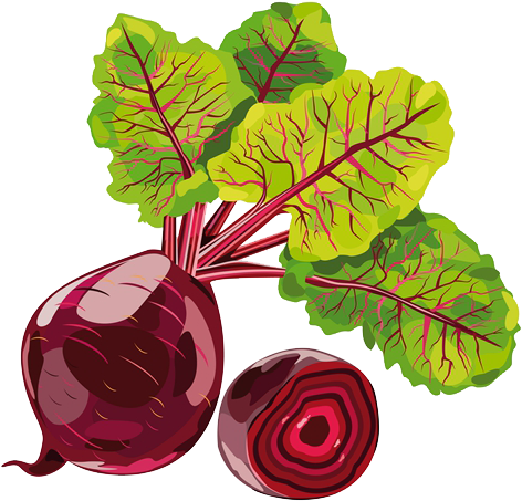 Beetroot Clipart Sugar Beet - Beetroot Png (500x500), Png Download