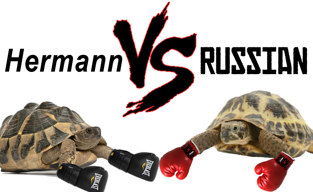 Hermann Vs Russian Tortoise - Hermann's Tortoise Vs Russian Tortoise (1024x630), Png Download