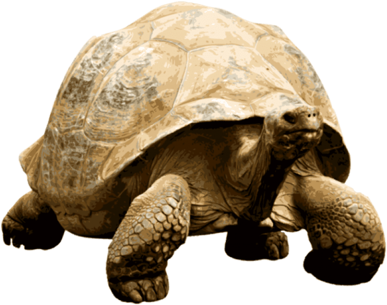 Animals - Tortoises - Tortuga Gigante Png (640x518), Png Download