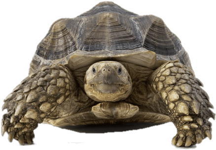 Tortoise Front View - Desert Tortoise Solar (488x351), Png Download