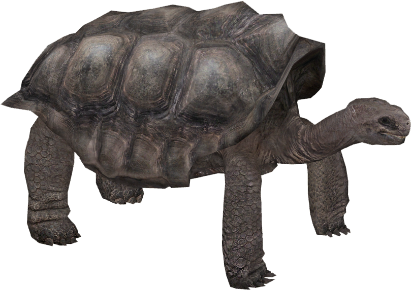 Pinta Island Tortoise - Pinta Island Tortoise Png (808x808), Png Download