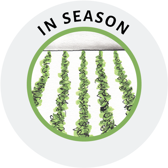 Icon In Season Website - Song (676x676), Png Download