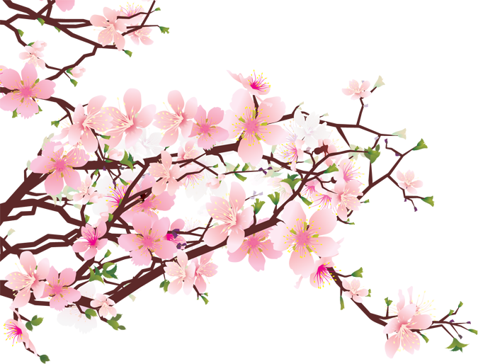 Cherry Blossom Png - Cherry Blossom Art Png (675x514), Png Download