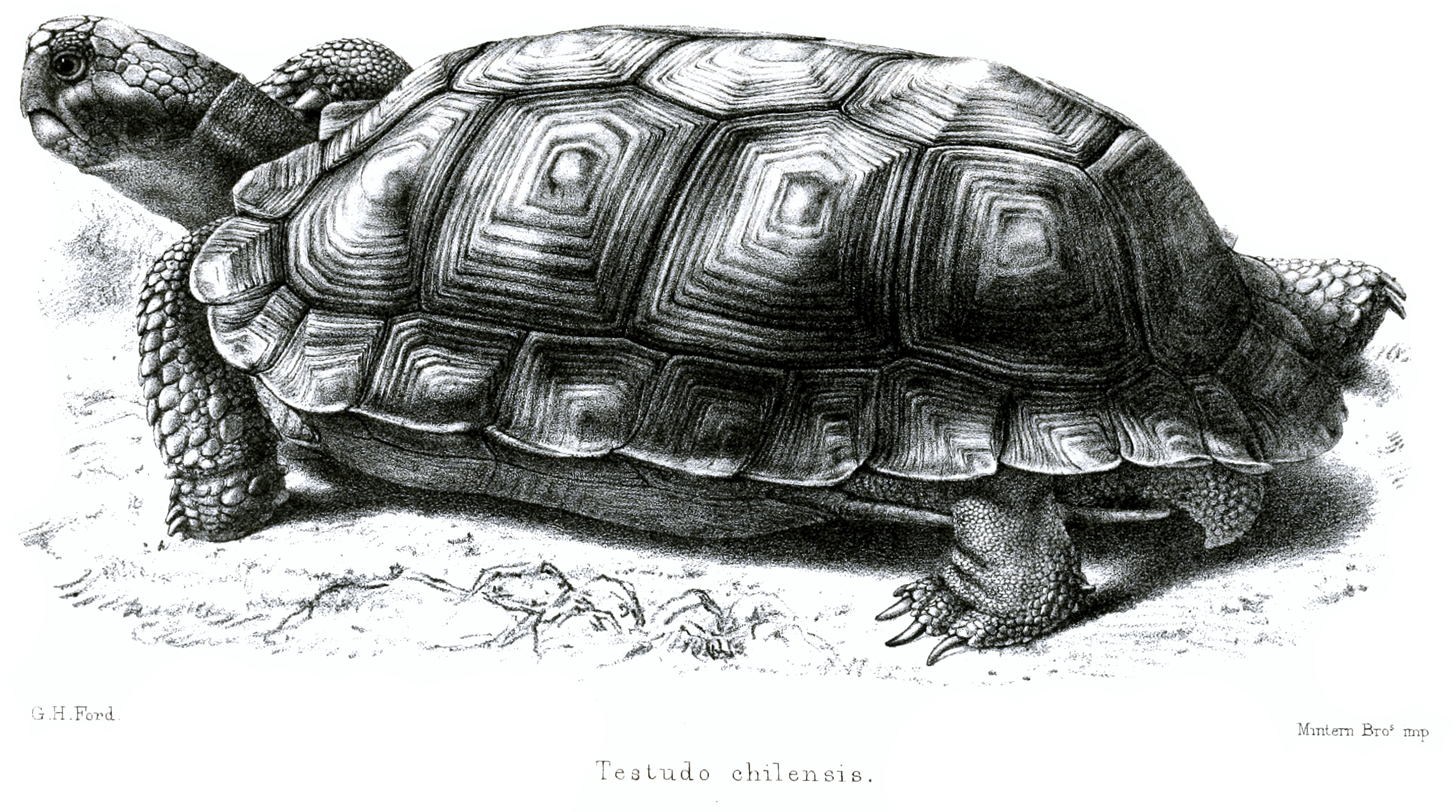 File - Testudochilensisford - Chaco Tortoise (2937x1903), Png Download