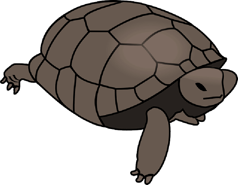 Mb Image/png - Turtle Clipart Vector (800x622), Png Download