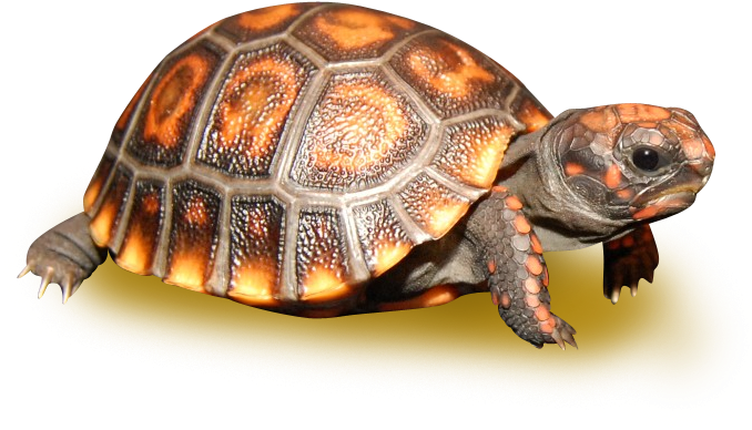 Black Cherry Head Red Footed Tortoise - Cherry Headed Tortoise (700x700), Png Download