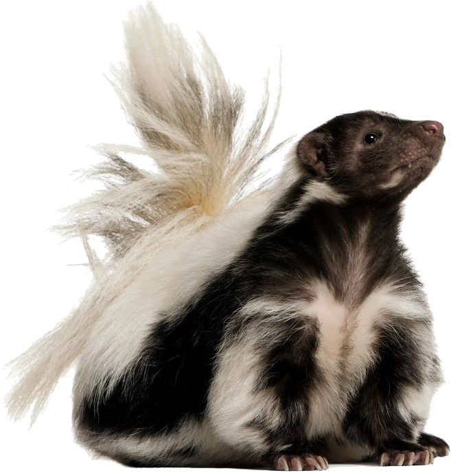 Skunk Png Background Image - Skunk Png (657x690), Png Download