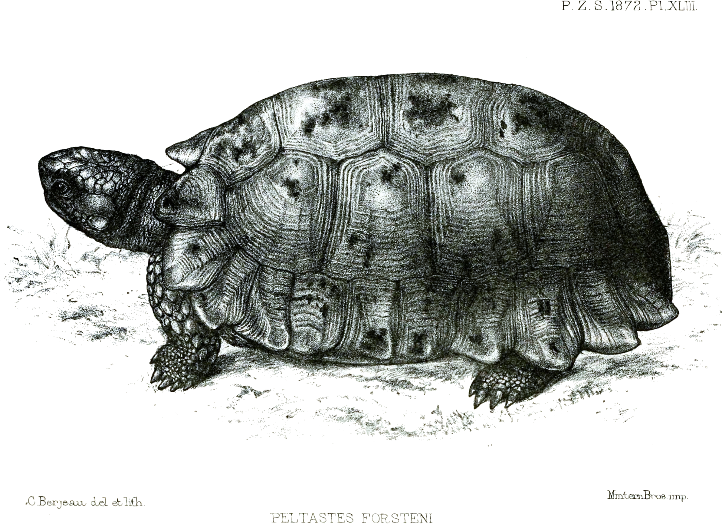 File - Peltastesforsteniford - Forsten's Tortoise (2389x1792), Png Download