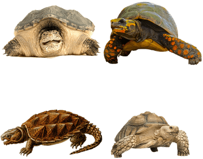 Prehistoric Turtle Shower Curtain (400x400), Png Download