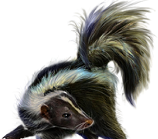 Skunk Png Transparent Images - Stinkdier Png (640x480), Png Download