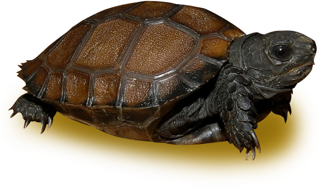 Burmese Black Mountain Tortoise - Asian Forest Tortoise (646x646), Png Download