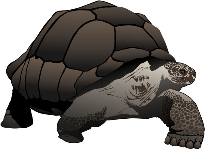 Tortoise Clipart - Zazzle Galápagos/galapagos Giant Tortoise Large Tote (800x601), Png Download