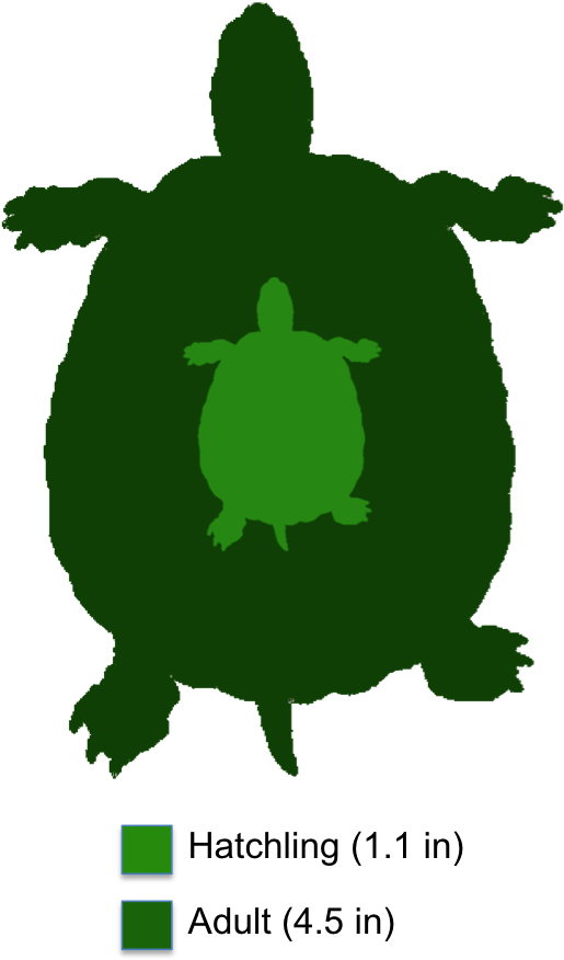 Clipart Turtle Spotted Turtle - Spotted Turtle Range (521x877), Png Download