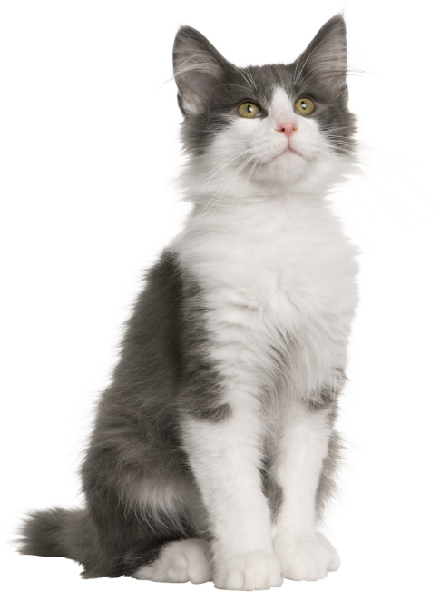 Norwegian Forest Cat 4 Months (593x684), Png Download