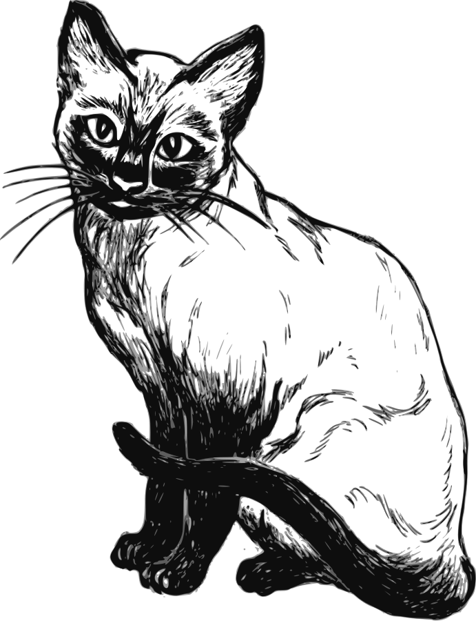 Siamese Cat Drawing Clip Art At Clker (456x595), Png Download