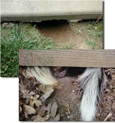 Skunk Removal Is The First Step In Solving A Skunk - Skunk (403x425), Png Download