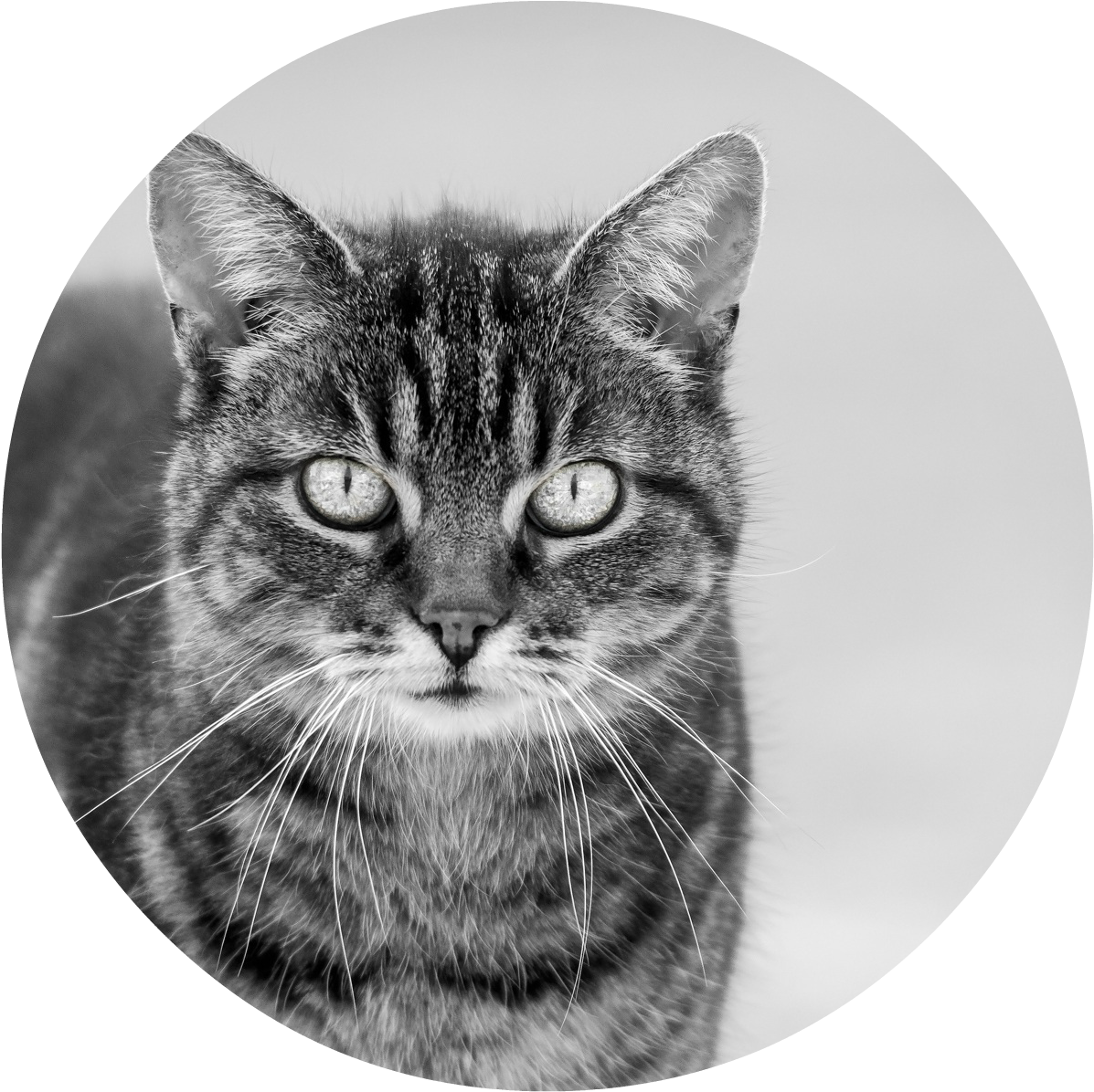 Animals Cats Black And White Cat 089065 - Cat (1920x1280), Png Download