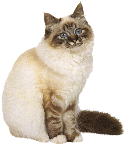 Share This Image - Tube Chat En Png (436x500), Png Download