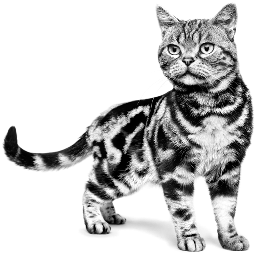 Magnificence In Every Cat - Royal Canin White Cat (1220x954), Png Download