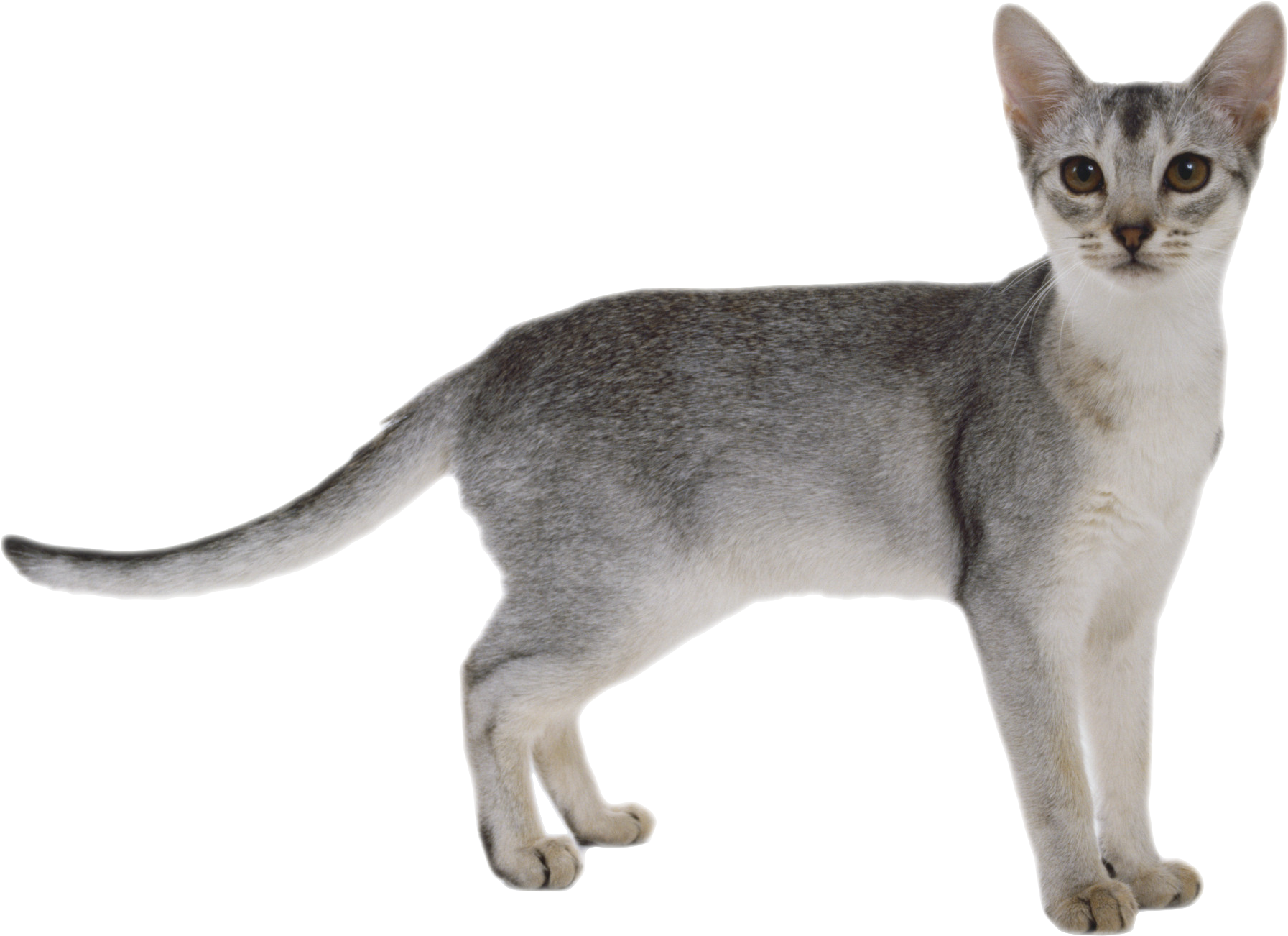 Cats Image White Background Png - Cat Png (2021x1428), Png Download